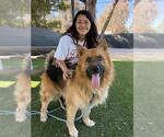 Small German Shepherd Dog
