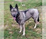 Small #2 Norwegian Elkhound