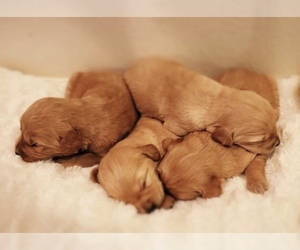 Golden Retriever-Poogle Mix Puppy for sale in BRIGHTON, MO, USA
