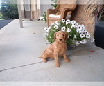 Puppy Bella Goldendoodle