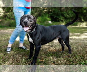 American Pit Bull Terrier-Unknown Mix Dogs for adoption in Sparta, TN, USA