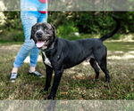 Small American Pit Bull Terrier Mix
