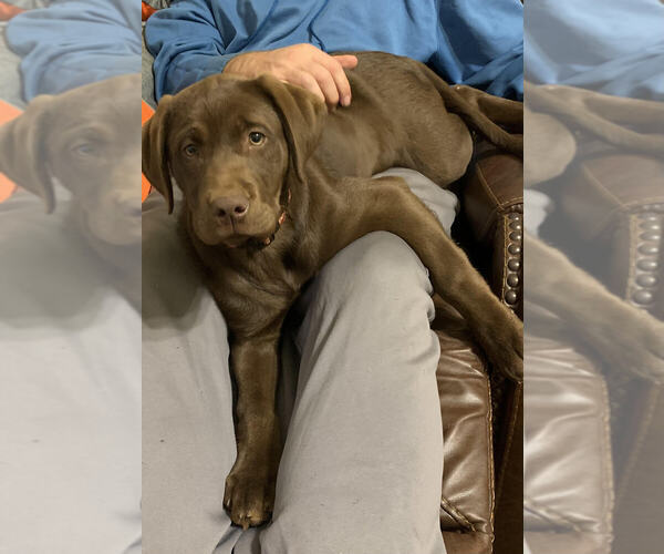 Medium Photo #1 Labrador Retriever Puppy For Sale in CLARKESVILLE, GA, USA