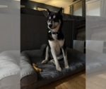 Small #3 Huskies  Mix