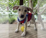 Small #3 Labrador Retriever