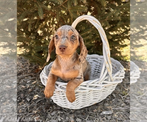 Medium Photo #6 Dachshund Puppy For Sale in MIDDLEBURY, IN, USA
