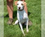 Small #5 American Foxhound-Beagle Mix