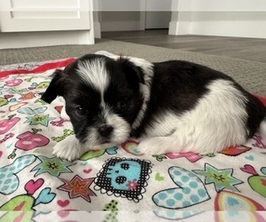 Shih Tzu Puppy for sale in PRESTON, ID, USA