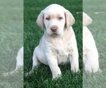 Image preview for Ad Listing. Nickname: Litter of 9