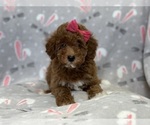Small Photo #8 Poodle (Toy) Puppy For Sale in LAKELAND, FL, USA