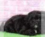 Small Photo #2 Shih-Poo Puppy For Sale in BEL AIR, MD, USA