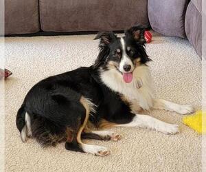 Mother of the Miniature Australian Shepherd puppies born on 04/12/2023