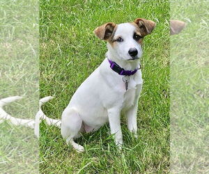 Mutt Dogs for adoption in Rockaway, NJ, USA