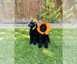 Goldendoodle (Miniature) Puppy for Sale in HALTOM CITY, Texas USA