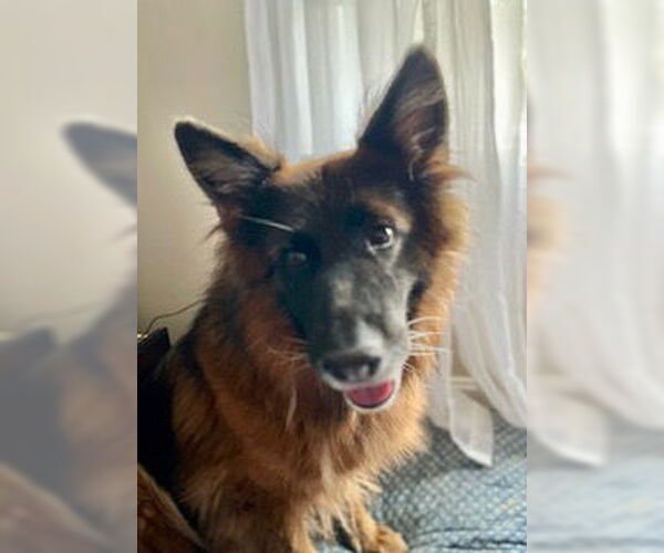 Medium Photo #4 German Shepherd Dog Puppy For Sale in La Grange , NC, USA