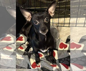 Chihuahua-Unknown Mix Dogs for adoption in Grafton, WI, USA