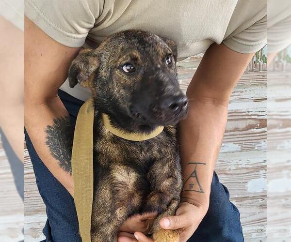 Medium Photo #1 German Shepherd Dog Puppy For Sale in San Antonio, TX, USA