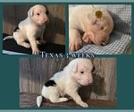 Small Photo #50 Border Collie Puppy For Sale in BROOKFIELD, MO, USA