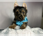 Puppy Puppy 4 lyle Yorkshire Terrier