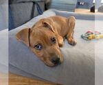 Small Photo #2 Mutt Puppy For Sale in Lakewood, CO, USA