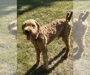 Goldendoodle (Miniature) Puppy for sale in MARSHFIELD, MO, USA