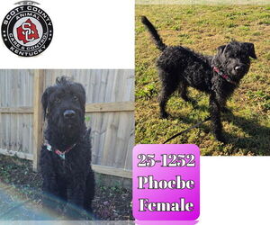 Poodle (Standard)-Retriever Mix Dogs for adoption in Georgetown, KY, USA