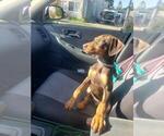 Small #23 Doberman Pinscher
