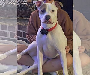Mutt Dogs for adoption in Boise, ID, USA