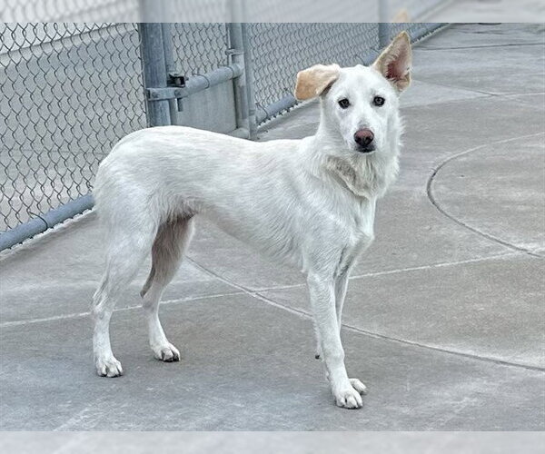 Medium Photo #1 Siberian Husky Puppy For Sale in Martinez, CA, USA