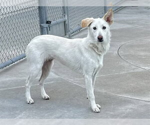 Siberian Husky Dogs for adoption in Martinez, CA, USA