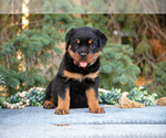 Small Photo #12 Rottweiler Puppy For Sale in MILLERSBURG, IN, USA