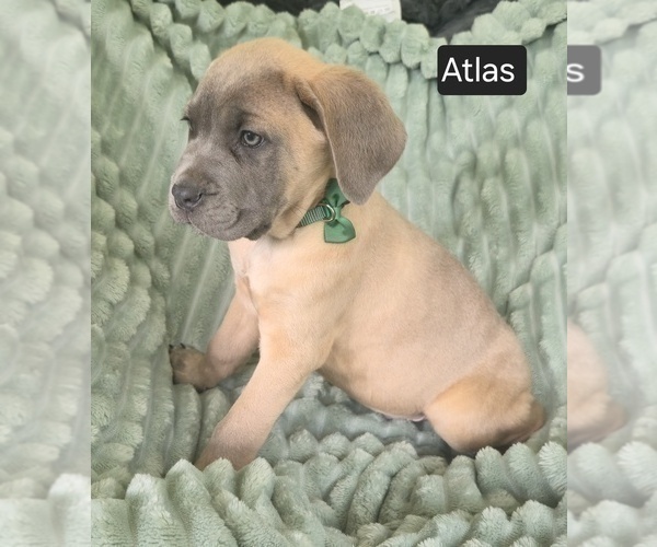 Medium Photo #5 Cane Corso Puppy For Sale in MINERAL WELLS, WV, USA