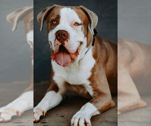 American Bandogge mastiff Dogs for adoption in Albuquerque, NM, USA