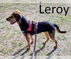Leroy - Male Black and Tan Coonhound-Unknown Mix Dog for Adoption - Photo #3