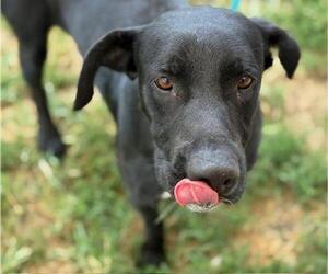 Labrador Retriever Dogs for adoption in Tulsa, OK, USA