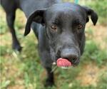 Small Labrador Retriever