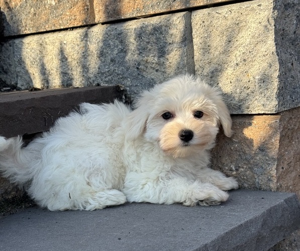 Medium Photo #4 Bichon Frise Puppy For Sale in CANOGA, NY, USA