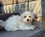 Small #3 Bichon Frise