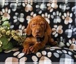Small Photo #5 Vizsla Puppy For Sale in KINZERS, PA, USA