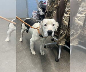 Great Dane-Labrador Retriever Mix Dogs for adoption in Evansville, IN, USA