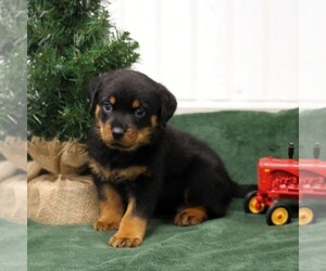 Rottweiler Puppy for sale in MANHEIM, PA, USA