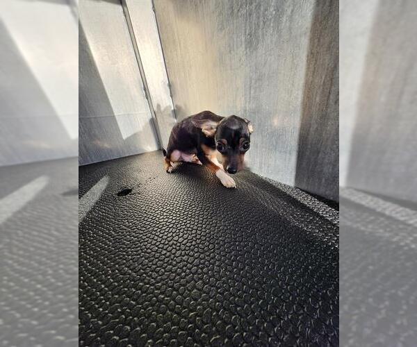 Medium Photo #1 Chihuahua-Unknown Mix Puppy For Sale in San Antonio, TX, USA