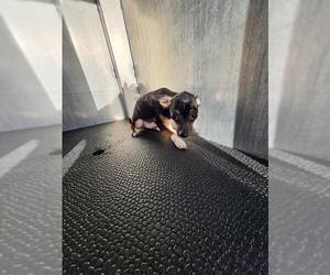 Chihuahua-Unknown Mix Dogs for adoption in San Antonio, TX, USA