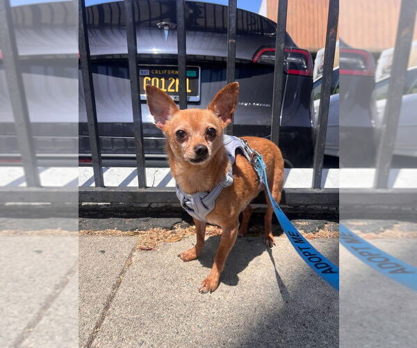 Medium Photo #6 Chipin Puppy For Sale in Studio City, CA, USA