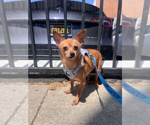 McIntosh Red #5058 - Male Chipin Dog for Adoption - Photo #6