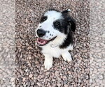 Small #2 Border-Aussie