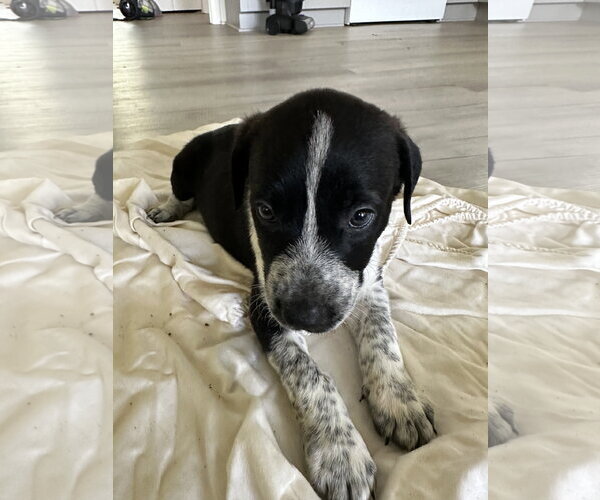 Medium Photo #1 Staffordshire Bull Terrier-Unknown Mix Puppy For Sale in The Woodlands, TX, USA