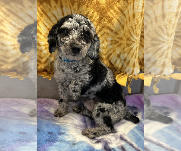 Medium Photo #4 Poodle (Miniature) Puppy For Sale in Pacolet, SC, USA