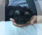 Small Photo #13 Maltipoo-Unknown Mix Puppy For Sale in WESTERVILLE, OH, USA