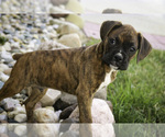 Small #7 Boxer